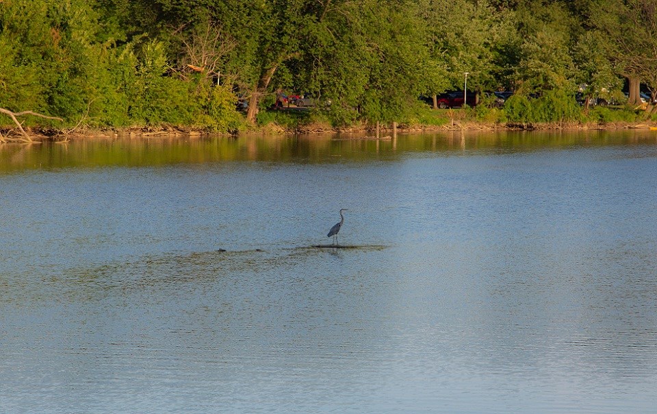 LYBA_BlueHeron Blue heron standing in the water