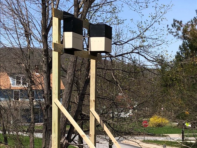 Two bat boxes (i.e. bat houses) installed on poles. Two bat boxes (i.e. bat houses) installed on poles.