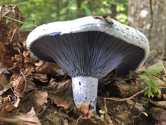 Pale blue mushroom growing in the leaf litter