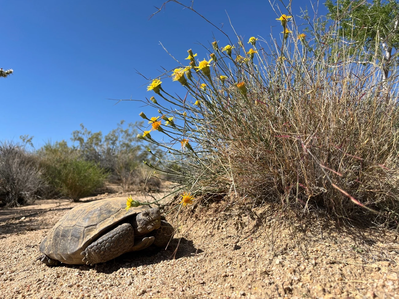 Desert tortoise A dusty desert tortoise lays on pebbled ground near a bush of yellow flowers.