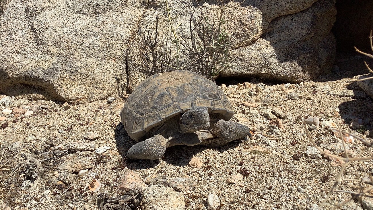 Adult tortoise Front-facing view of a large, adult desert tortoise laying on dusty gravel.
