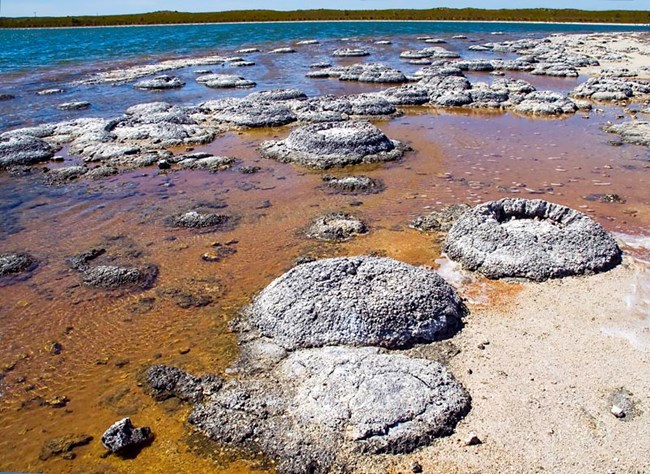 Round, blackish-gray domed structures in shallow water, with deeper blue water, shore, and a sliver of blue sky in the background.