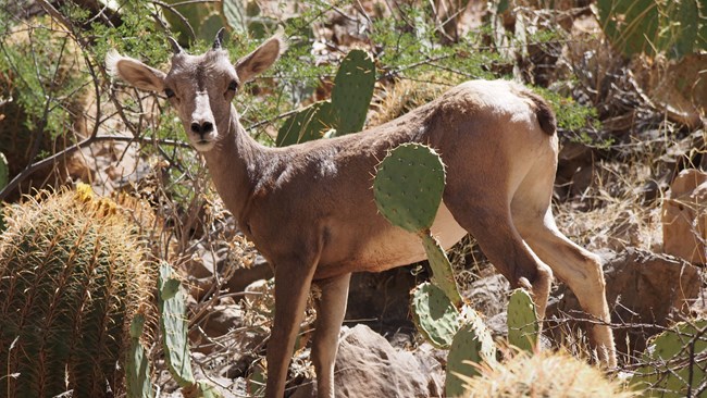 A desert bighorn sheep lamb stands among the cactus.