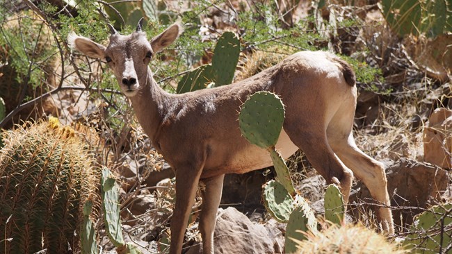 Desert Bighorn sheep lamb A desert bighorn sheep lamb stands among the cactus.