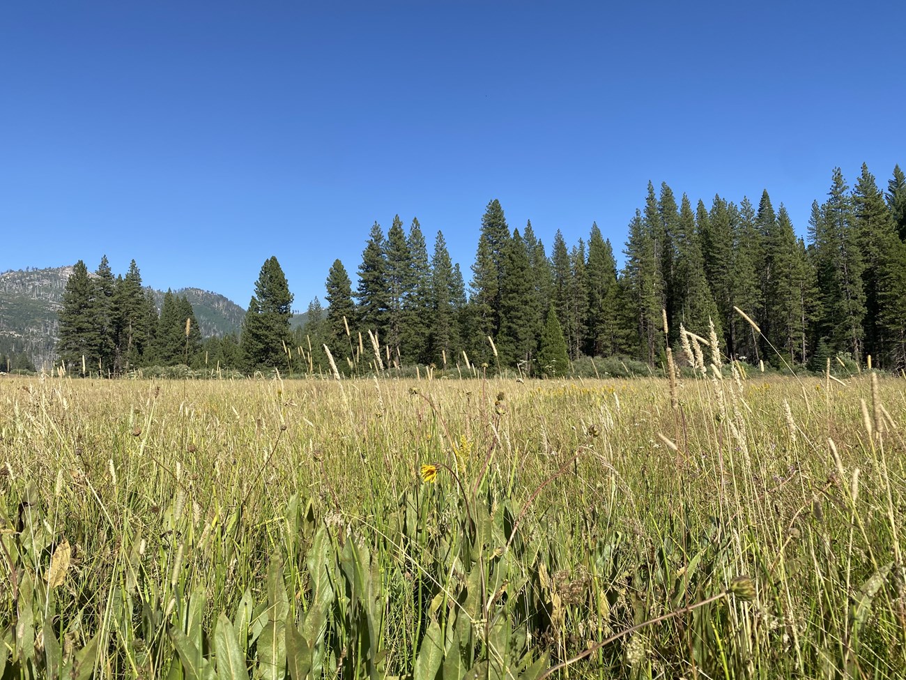 Wide view of Ackerson Meadow with tall vegetation and trees and hills in the background.