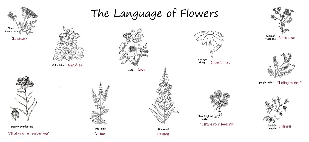 Queen Anne's lace: sanctuary; Columbine: resolute; pearly everlasting: "I'll always remember you"; mint: virtue; rose: love; fireweed: passion; daisy: cheerfulness; aster: "I share your feelings"