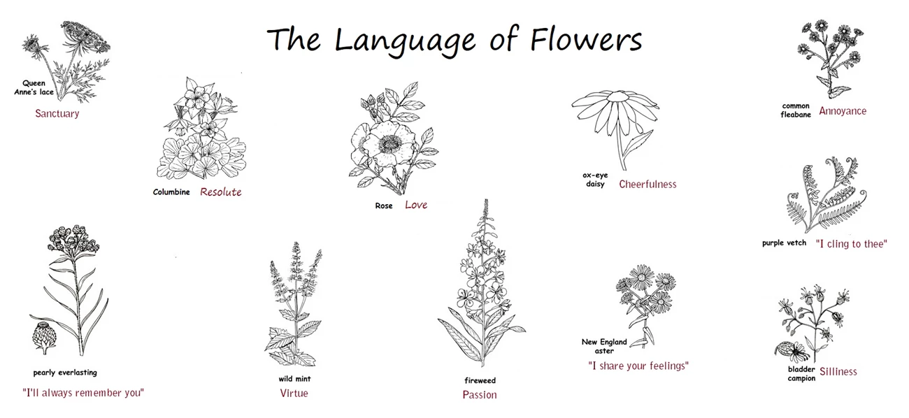 Flower and their meanings Queen Anne's lace: sanctuary; Columbine: resolute; pearly everlasting: "I'll always remember you"; mint: virtue; rose: love; fireweed: passion; daisy: cheerfulness; aster: "I share your feelings"
