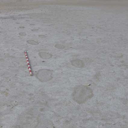 Large Sloth Trackway sloth trackway