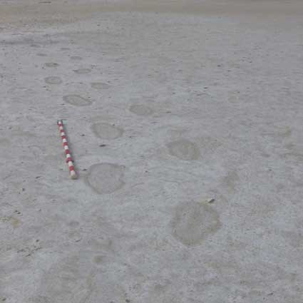 sloth trackway