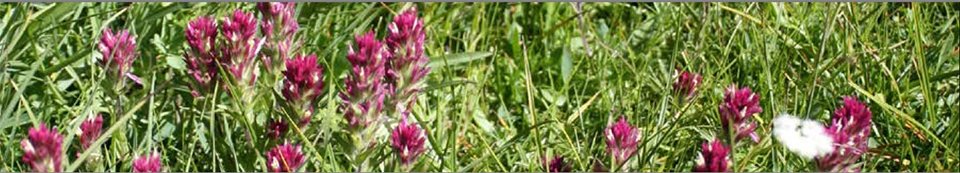 Lassen Paintbrush Magenta paintbrush-shaped flowers in a field of green grass