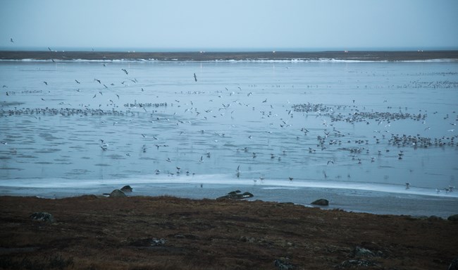 A shallow pond is filled with hundreds of small white birds foraging for food.