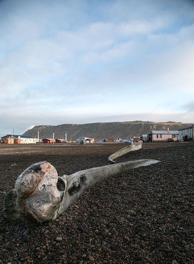 An animal bone lies on the gravel covered road, behind it colorful houses dot the horizon.