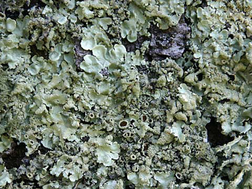 Pale green lichen grows in knobby fingers and small open cups.