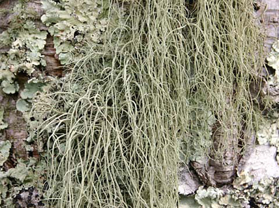 A drooping pale green hair-like lichen.