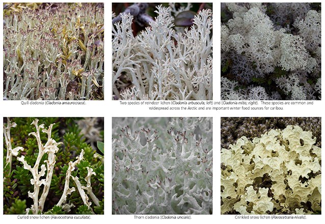 montage of six closeup photos of various kinds of lichen, which are all whitish but in a variety of thin and stick-like shapes