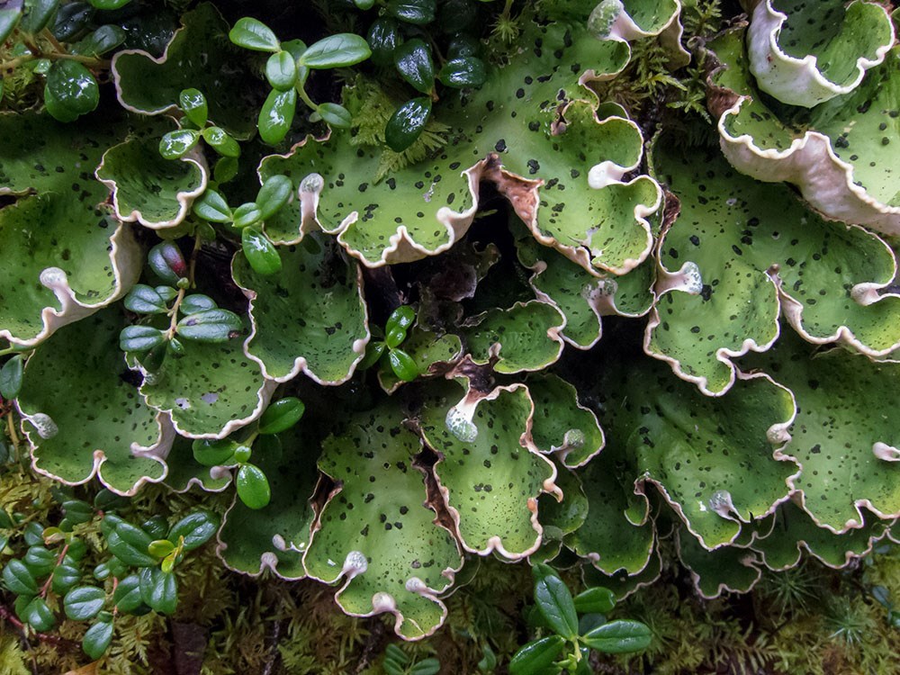 A green, leafy lichen covered with small black spots grows on top of some moss.