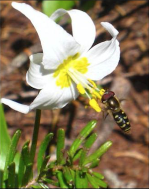 A hover fly pollinates an avalanche lily.