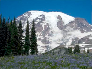 A wildflower meadow in front of a view of Mount Rainier.