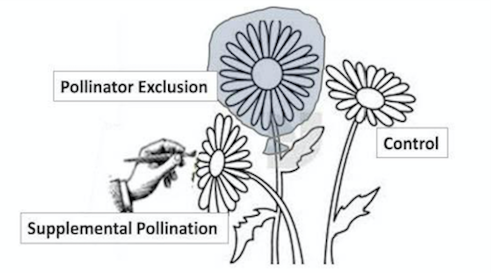 A graphic of three flowers, one labeled "Supplemental Pollination" being pollinated by hand, one labeled "pollinator exclusion" wrapped in a bag, with one flower labeled "control".