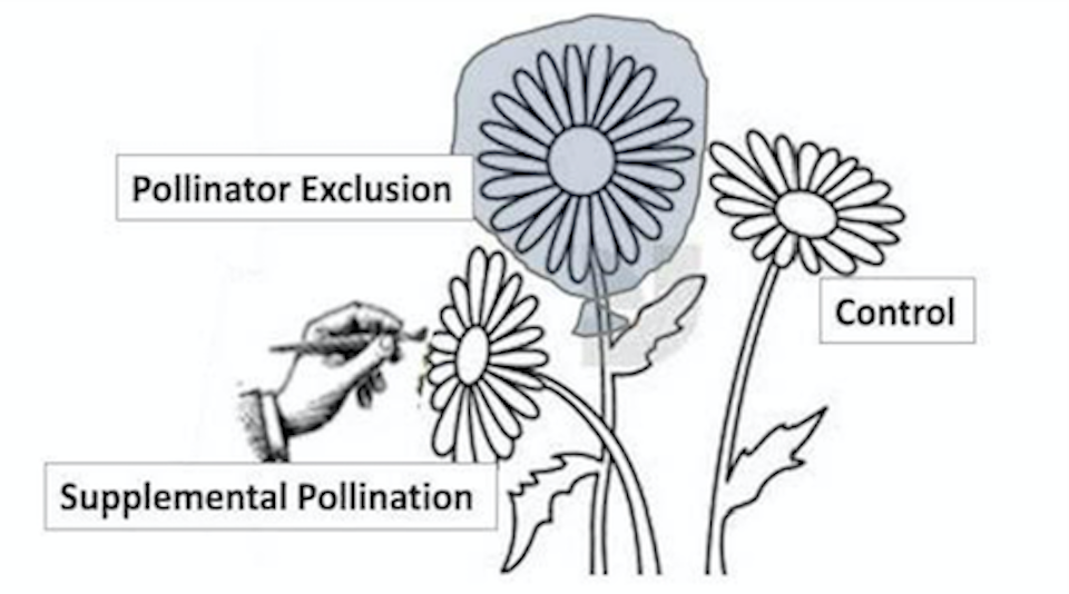 Experimental pollination design. A graphic of three flowers, one labeled "Supplemental Pollination" being pollinated by hand, one labeled "pollinator exclusion" wrapped in a bag, with one flower labeled "control".