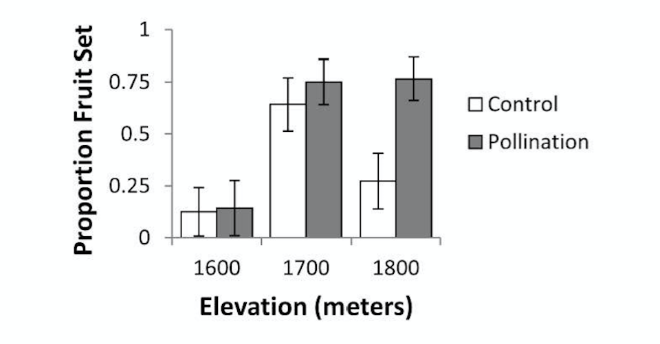 Graph of Preliminary results of pollination study. A bar graph charts the proportion of fruit set vs elevation (meters) for control vs pollination of avalanche lilies.