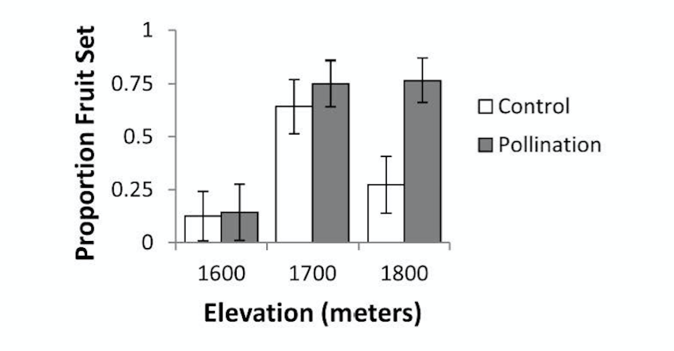 A bar graph charts the proportion of fruit set vs elevation (meters) for control vs pollination of avalanche lilies.