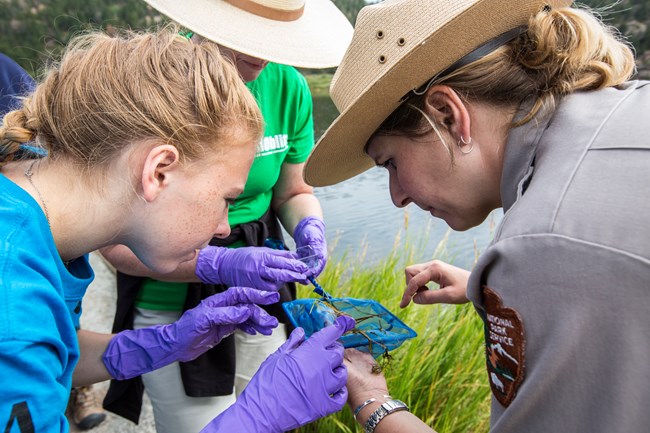Citizen scientists and a park ranger collecting dragonfly larvae in Rocky Mountain NP
