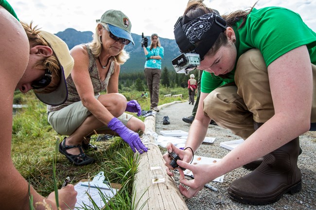 DMP volunteers Citizen scientists taking photos and notes of dragonfly larvae