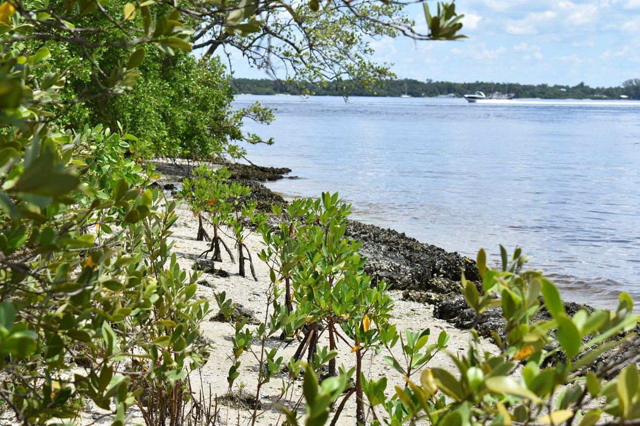 Planted mangrove and oyster beds