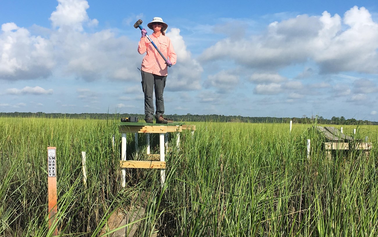 Performing salt marsh platform maintenance. A person standing on a platform in a salt marsh.