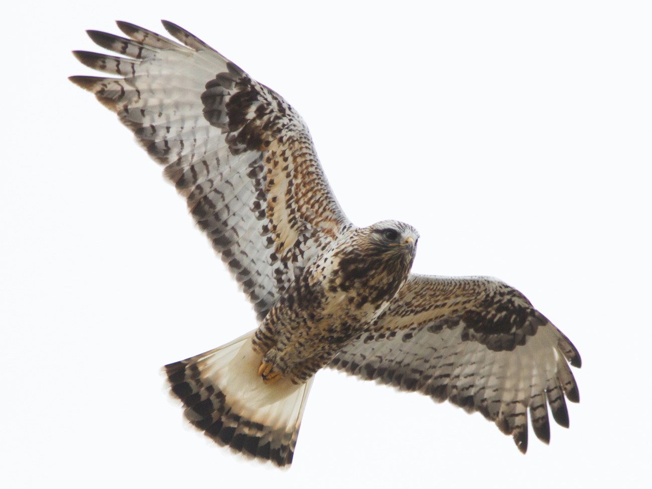 Large hawk in flight with dark coloring at the bend in the wings, whitish flight feathers, dark and light coloration on the body, and a dark tail band.