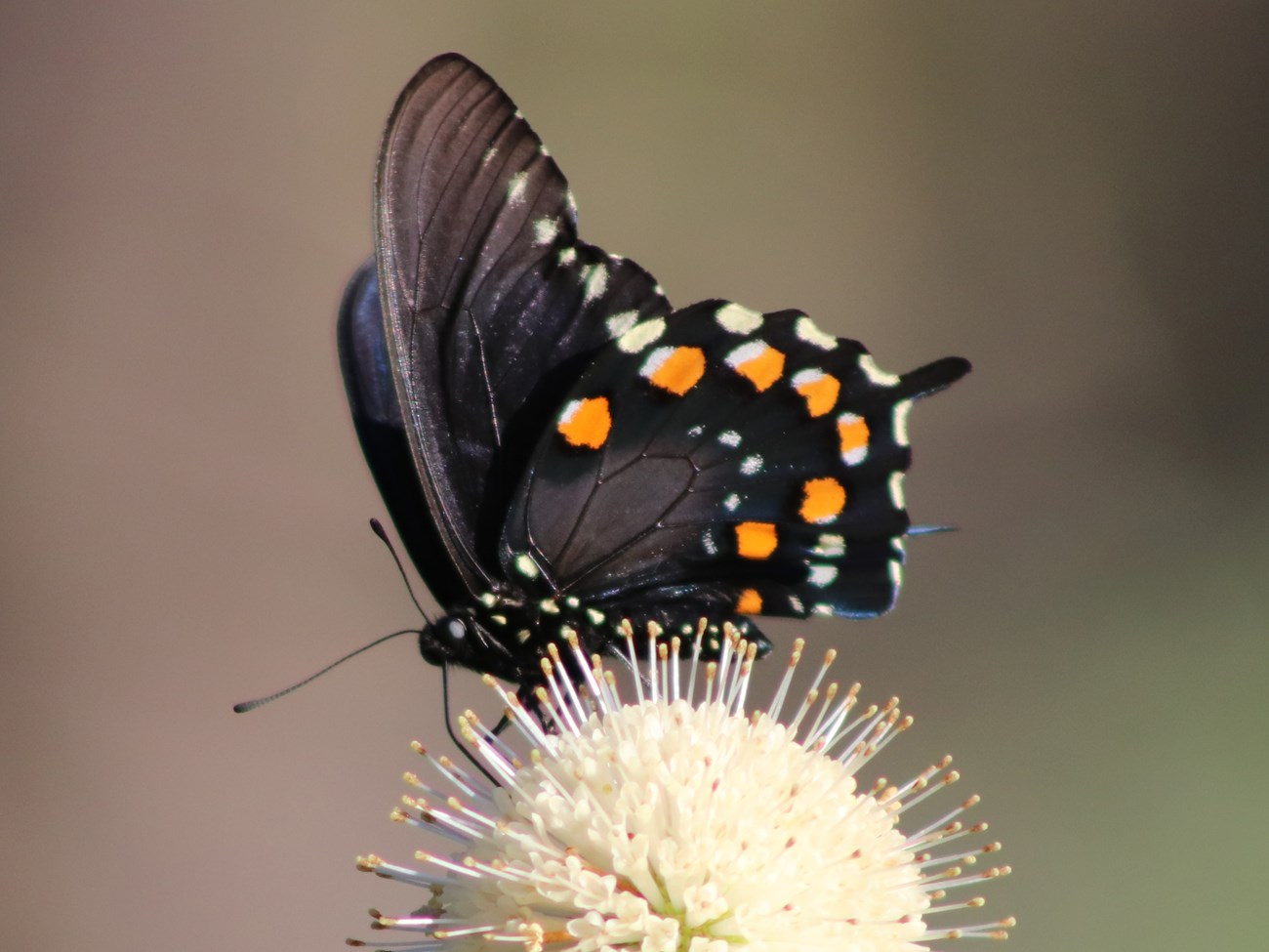 dark-winged butterfly with orange and white spots on the undersides sitting on round white flower