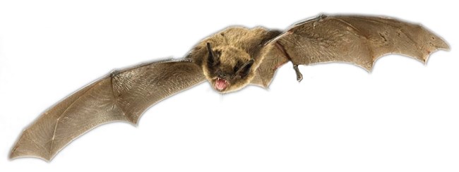 A little brown bat with wings extended and mouth open.