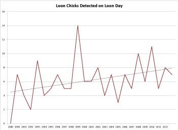 Graph of Loon Chicks Detected on Loon Day Line graph showing less fluctuation in the number of loon chicks detected on Loon Day since 2005