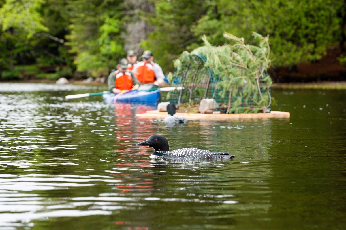 Loon near man made nest loon swimming around a man made nest on Echo Lake