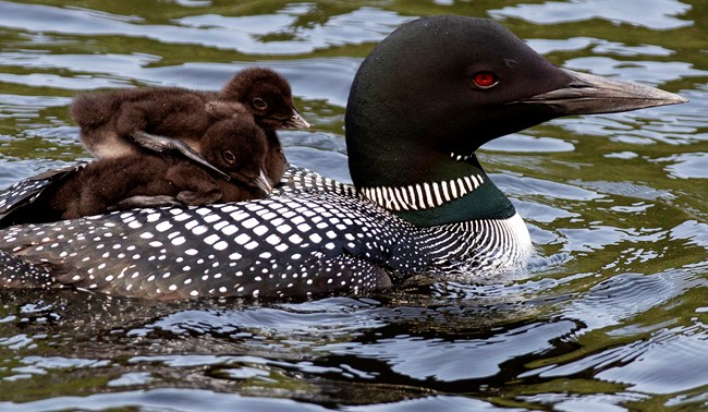 Loon carries babies on back