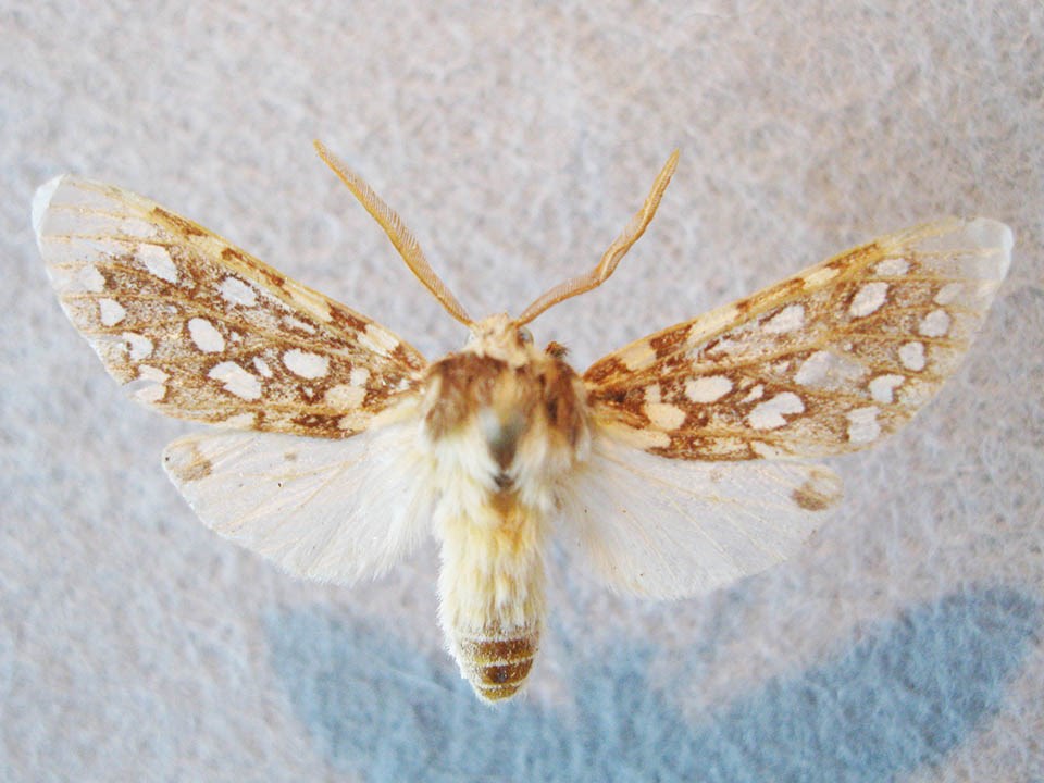Moth specimen with white spots against brown on its upper wings