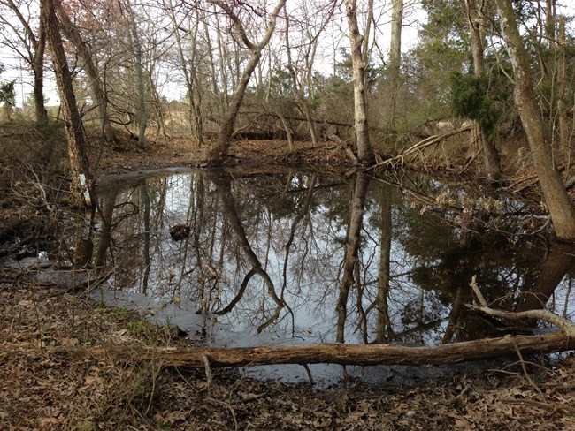 Bare tree trunks and branches are reflected in a woodland pool.