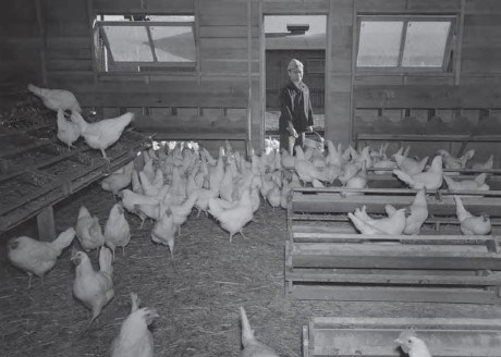 People inside a chicken coop with chickens People inside a chicken coop with chickens