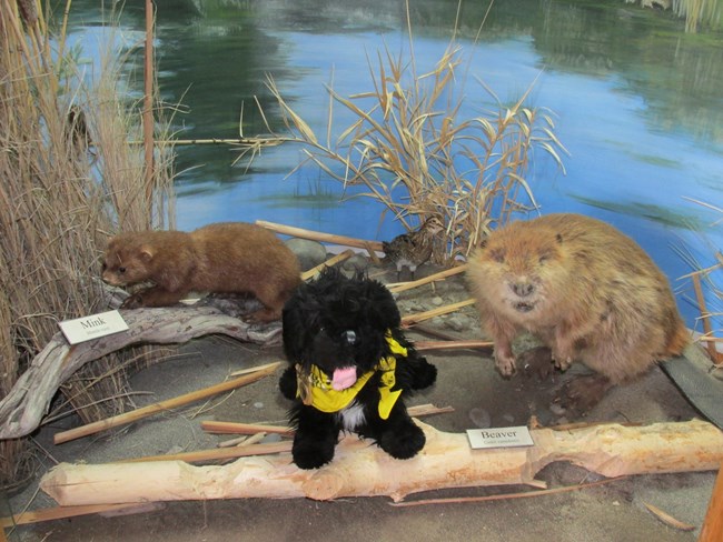toy dog near stuffed beaver