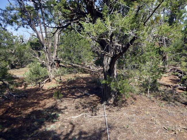 Dense pinyon-juniper woodland with bare soils and gnarled tree trunks in the foreground.