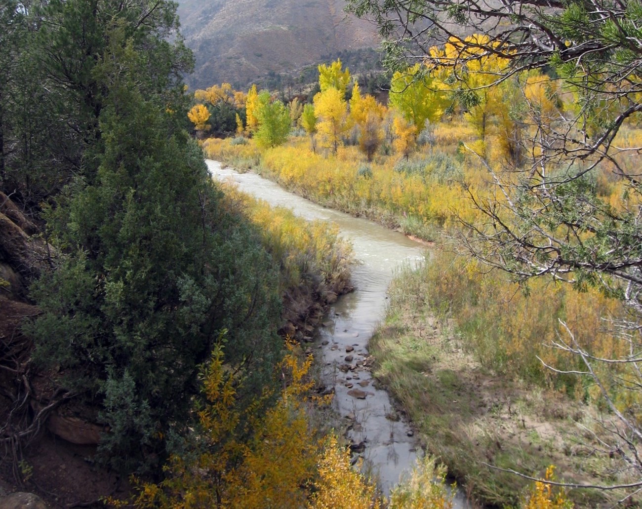 Mancos River A river with grasses, shrubs, and trees along its banks. The plants are in shades of yellow and green.