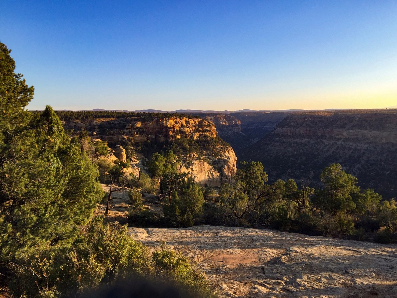 Pinyon-juniper vegetation Trees on a mesa under the setting sun.