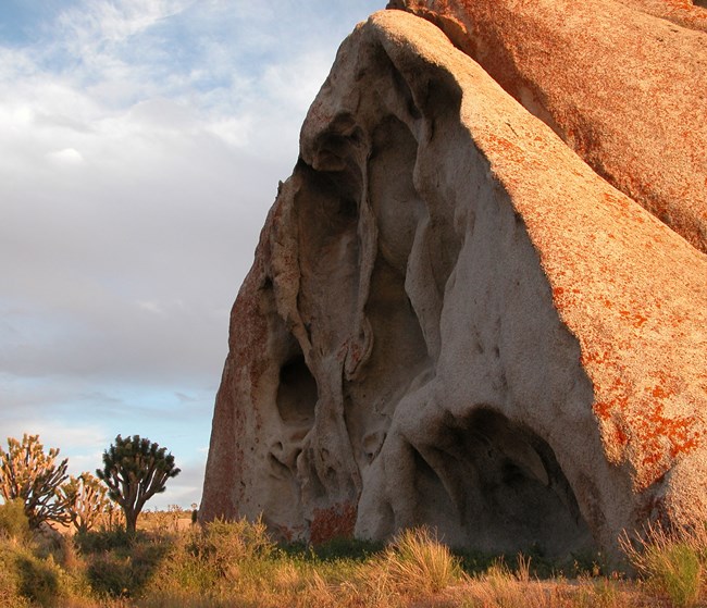 boulder and joshua trees