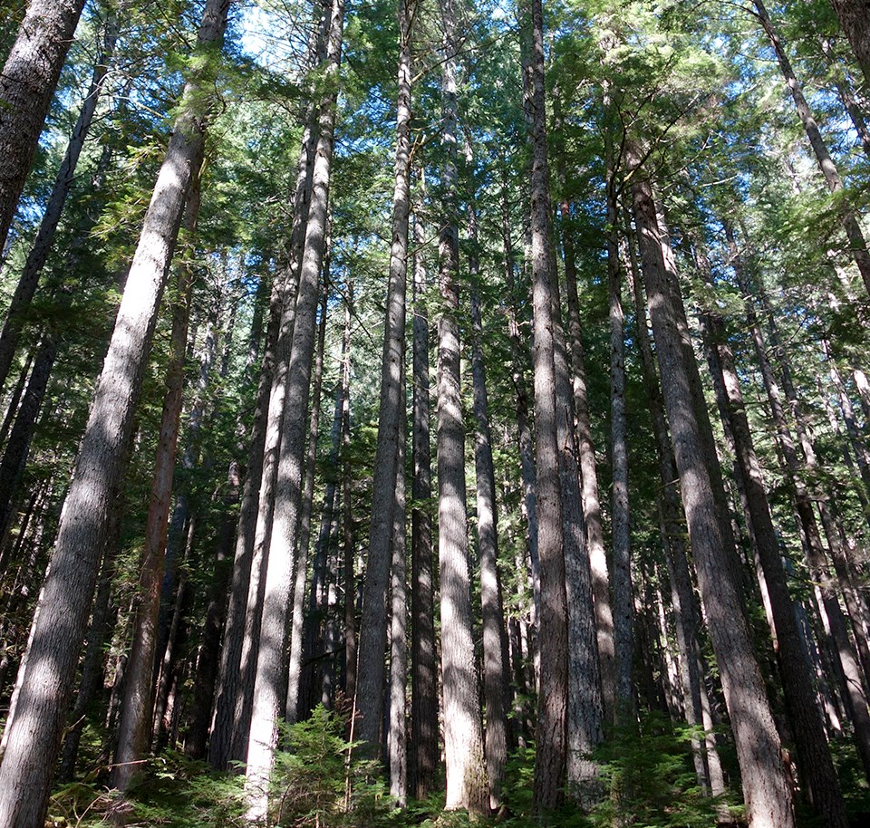 A forest of tall Douglas fir trees under blue skies.