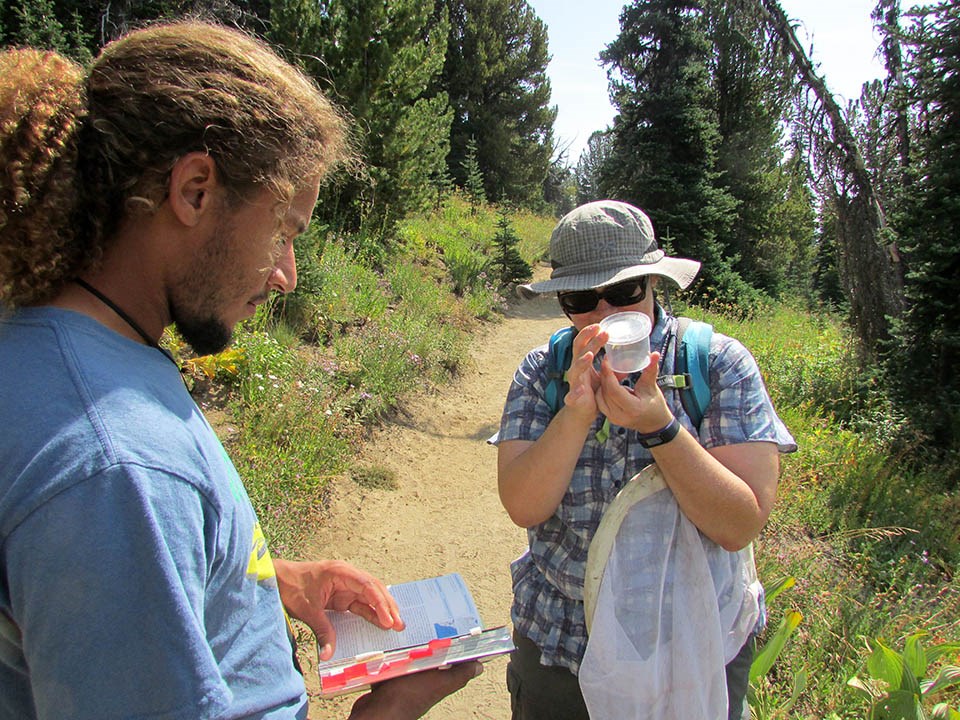 One person holds a butterfly in a viewing container while another checks a field guide book
