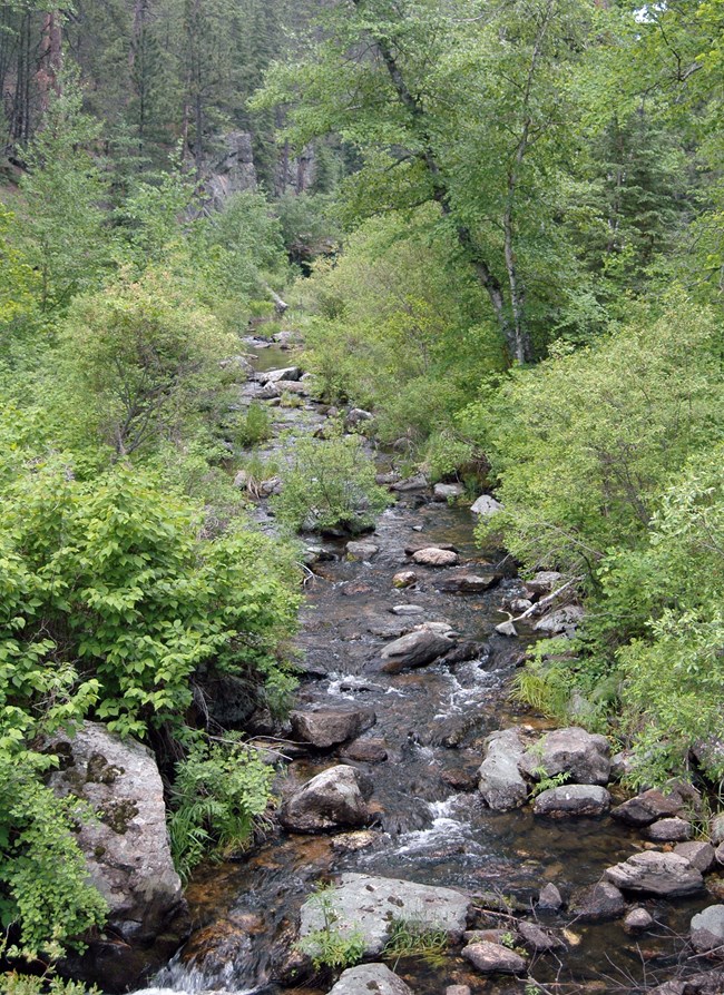 A variety of green plants, shrubs, and trees line a small, rocky, bubbling creek