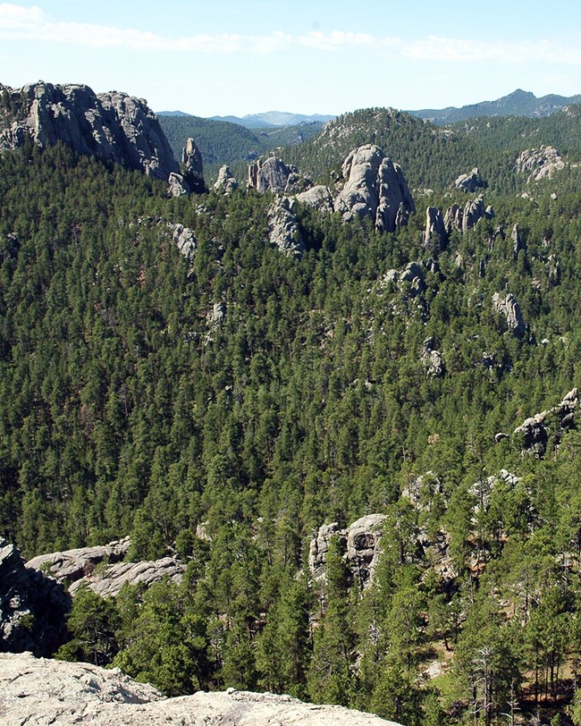 thick ponderosa pine trees growing over hills as far as the eye can see with large rock outcroppings throughout