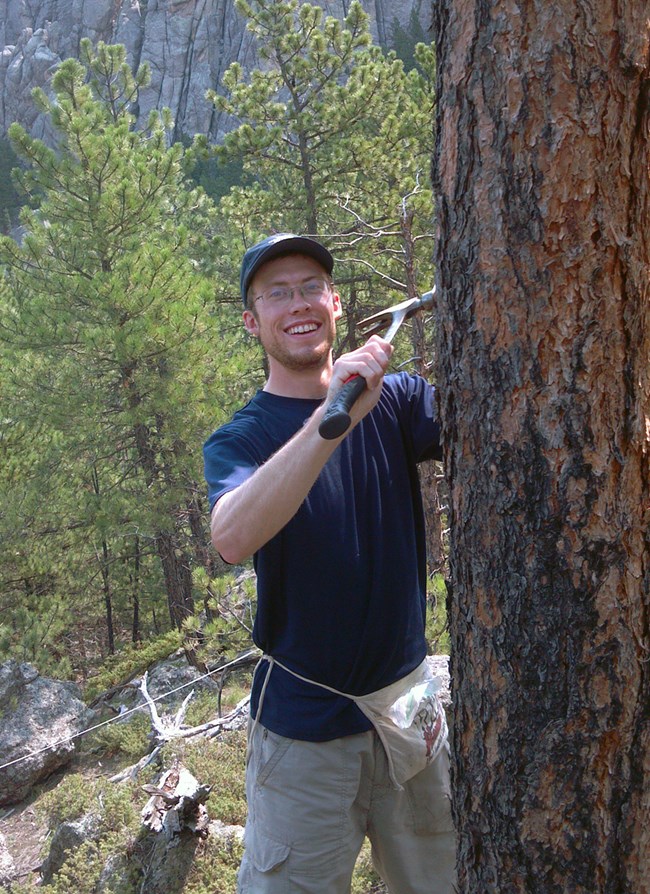 Researcher holding a hammer next to a tall ponderosa pine hammering in a tag