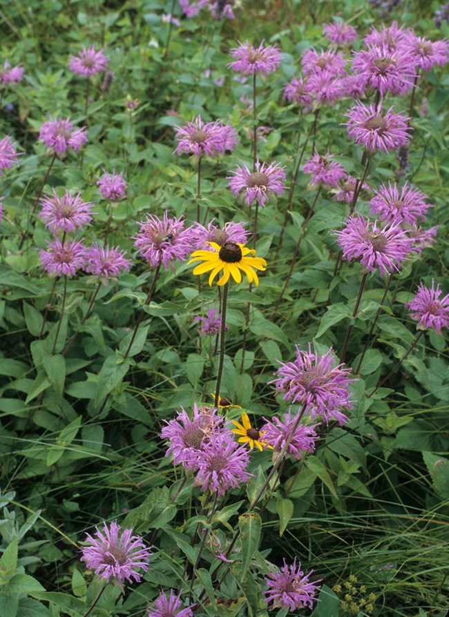 Many purple petaled flowers on green stalks with two yellow-petaled flowers in the center
